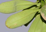 Euphorbia neriifolia. Листья (вид абаксиальной стороны). Израиль, впадина Мёртвого моря, киббуц Эйн-Геди. 27.04.2017.
