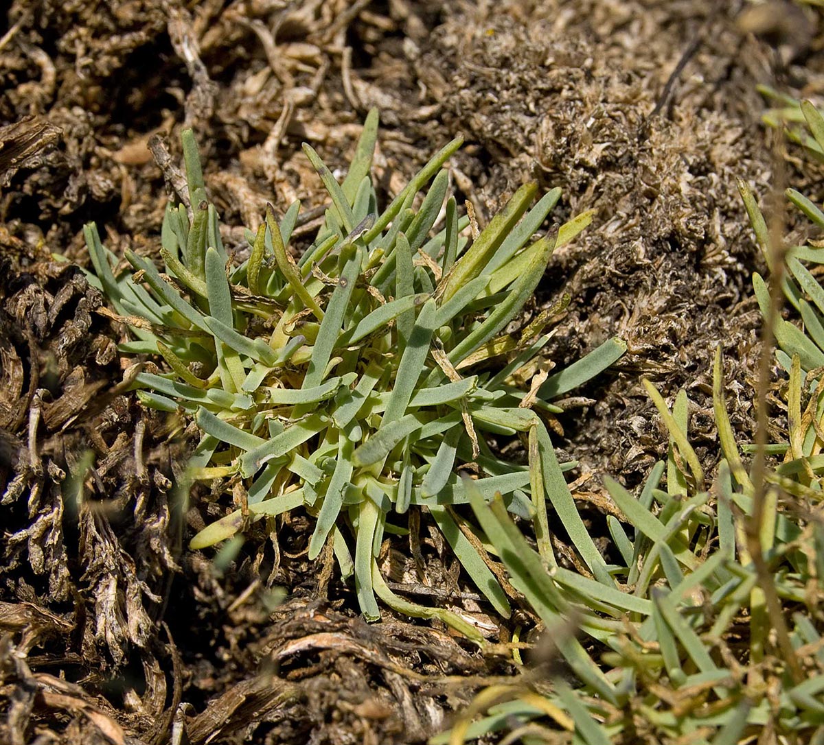 Изображение особи Gypsophila uralensis.