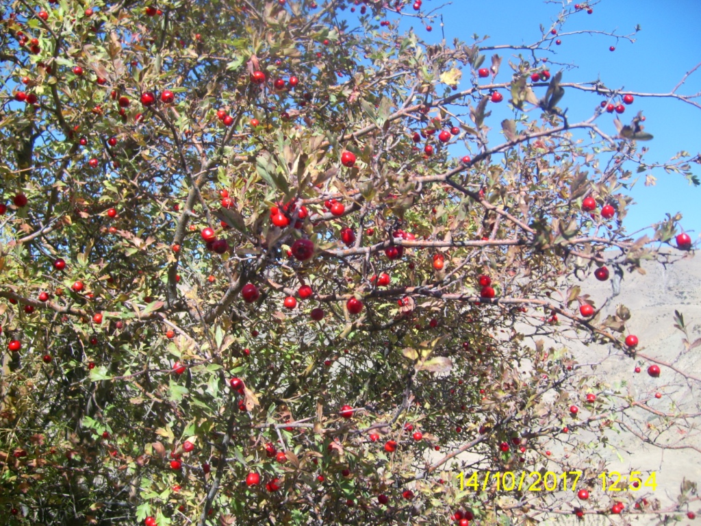 Image of genus Crataegus specimen.