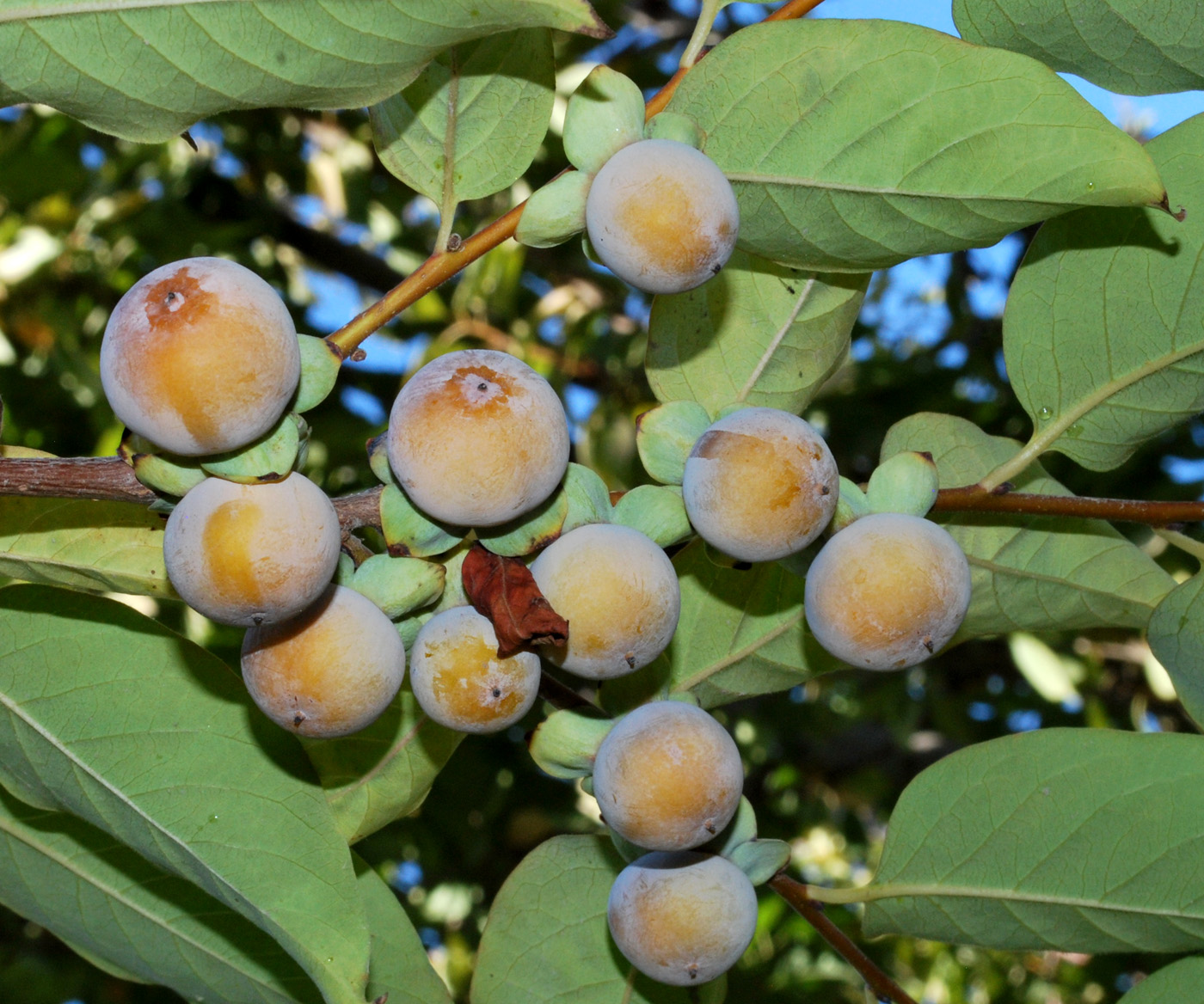 Image of Diospyros lotus specimen.