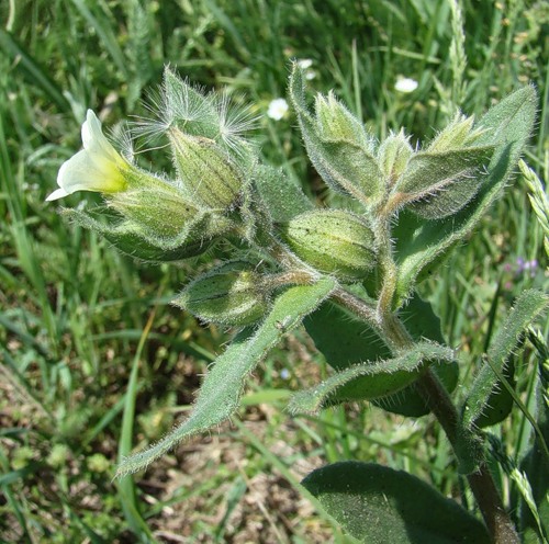 Изображение особи Nonea lutea.