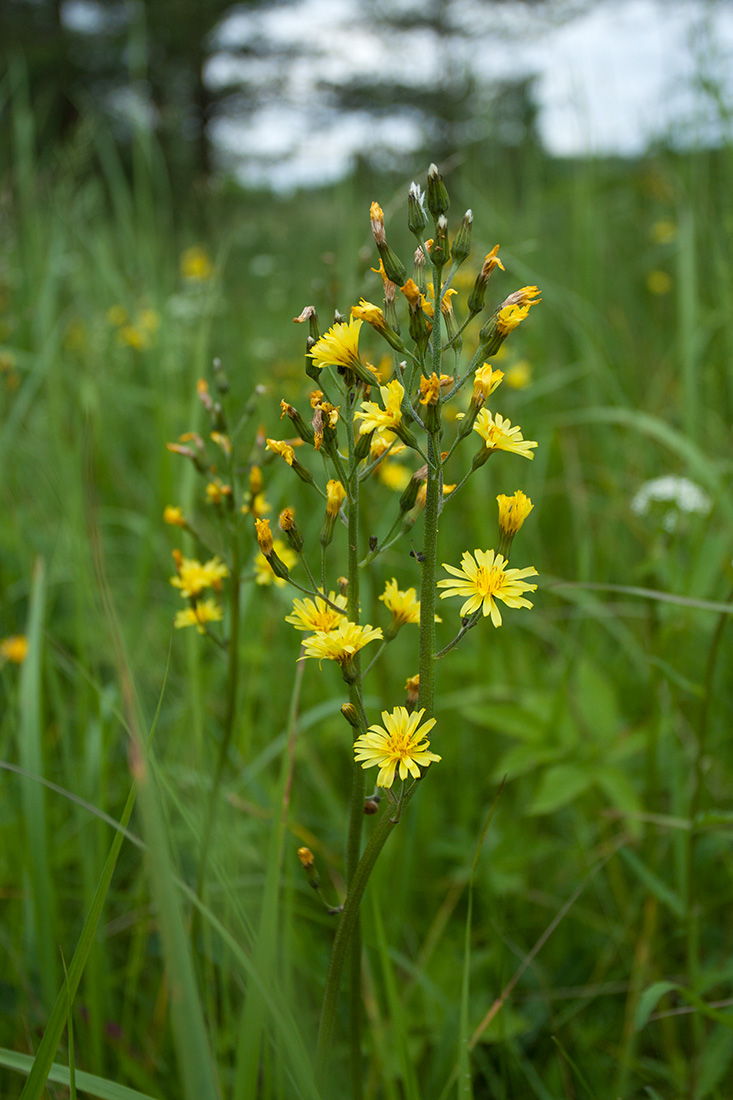 Изображение особи Crepis praemorsa.