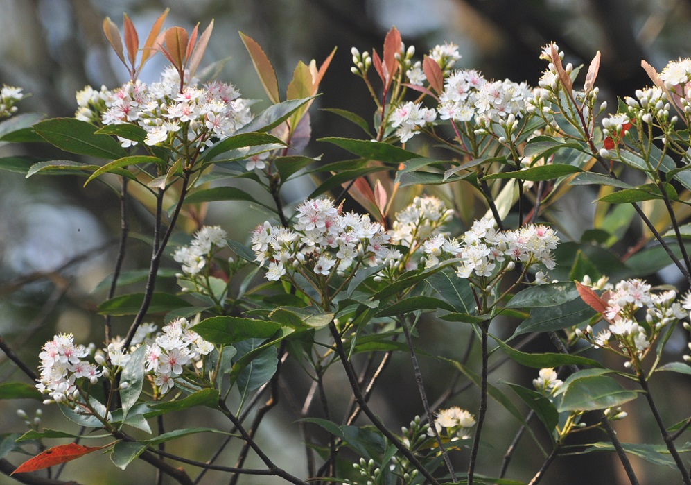 Image of familia Rosaceae specimen.