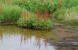 Rumex arcticus. Цветущие растения. Чукотка, побережье бухты Провидения. 30.07.2014.