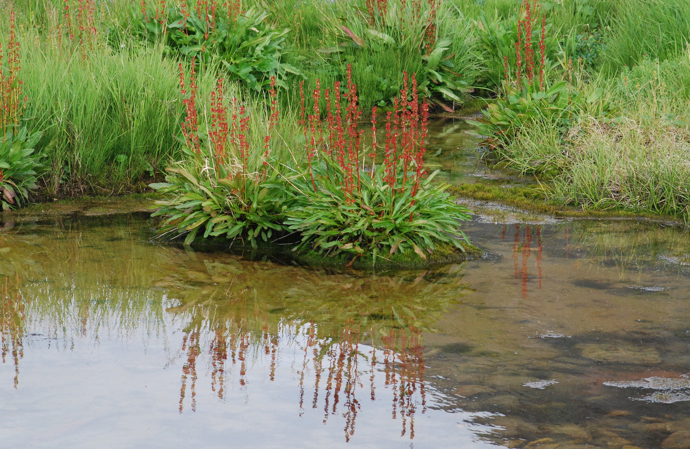 Image of Rumex arcticus specimen.