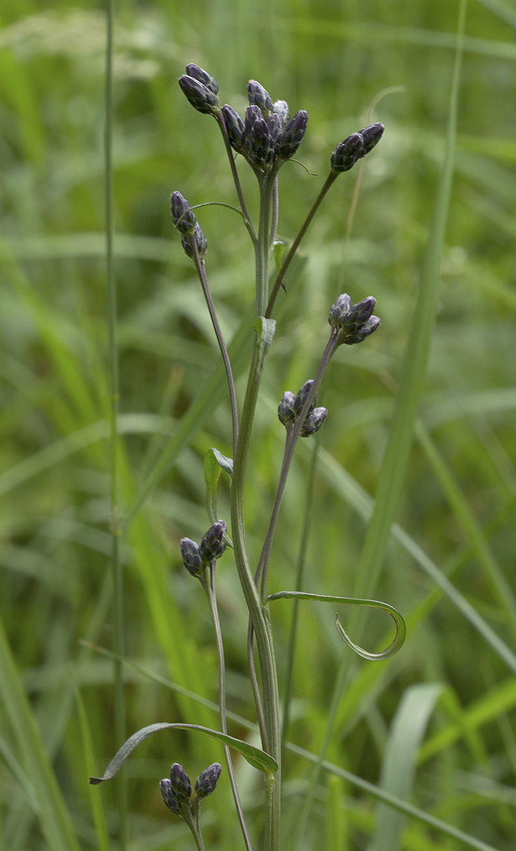 Image of Saussurea triangulata specimen.