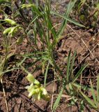 Lathyrus pallescens