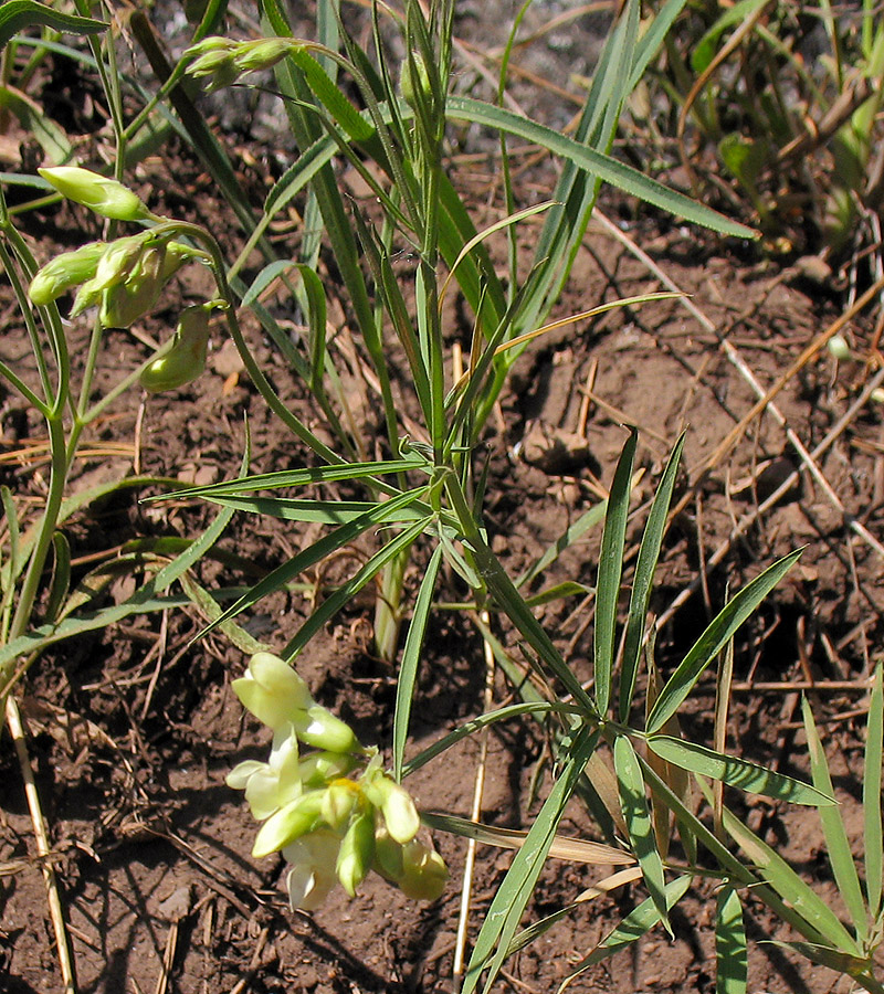 Image of Lathyrus pallescens specimen.