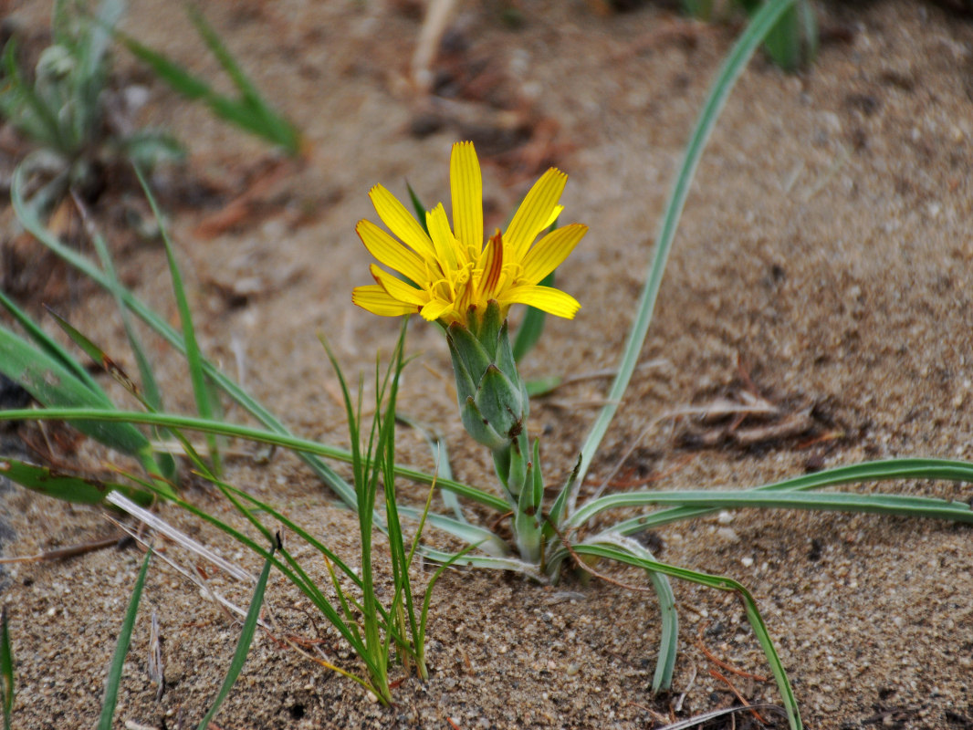 Image of genus Scorzonera specimen.