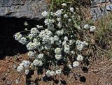 Smelowskia alba