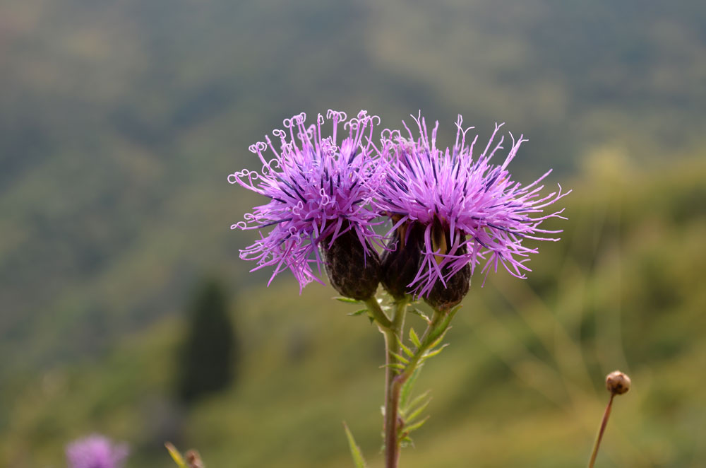 Изображение особи Serratula coronata.