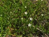 Stellaria humifusa