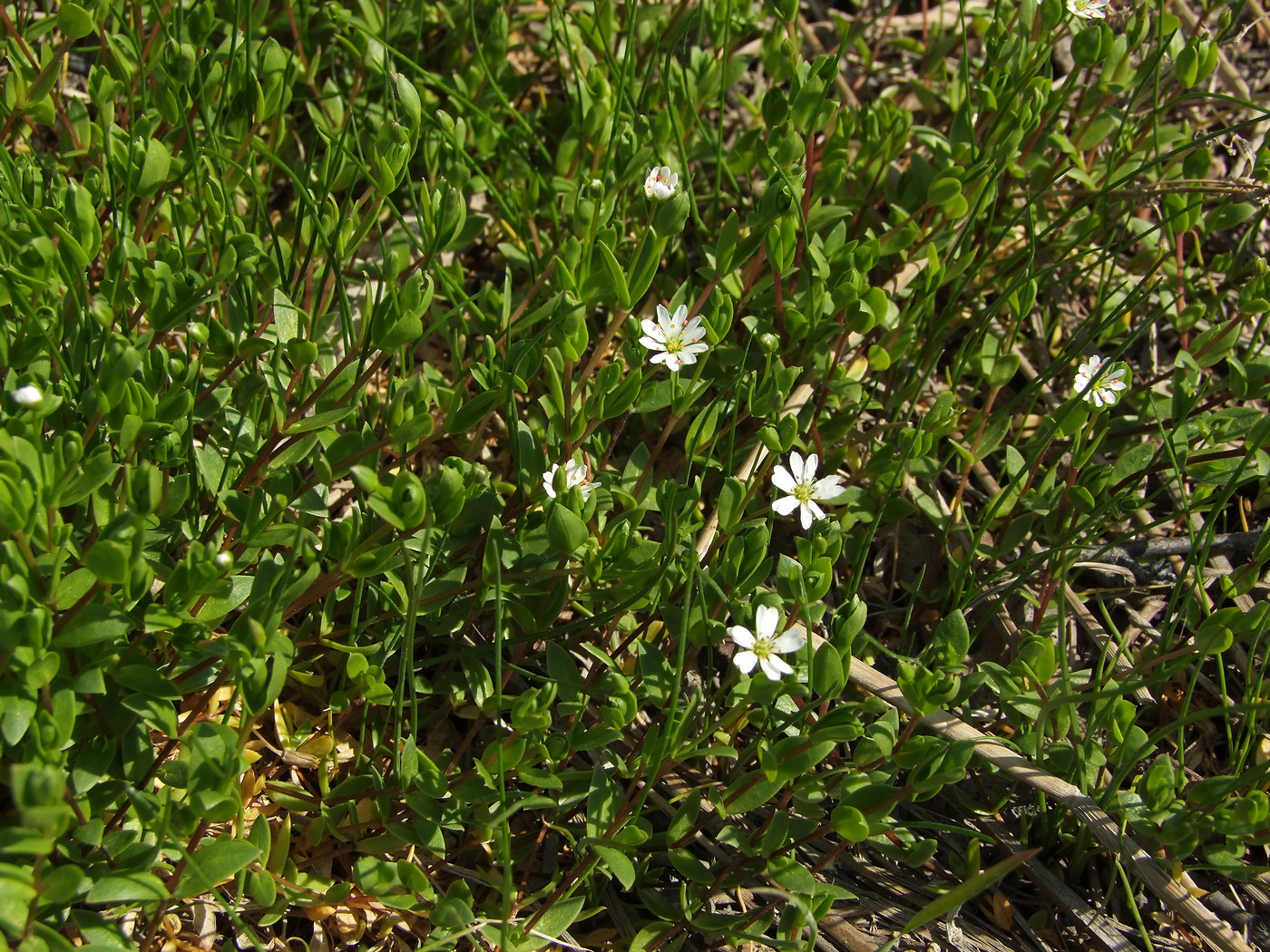 Изображение особи Stellaria humifusa.