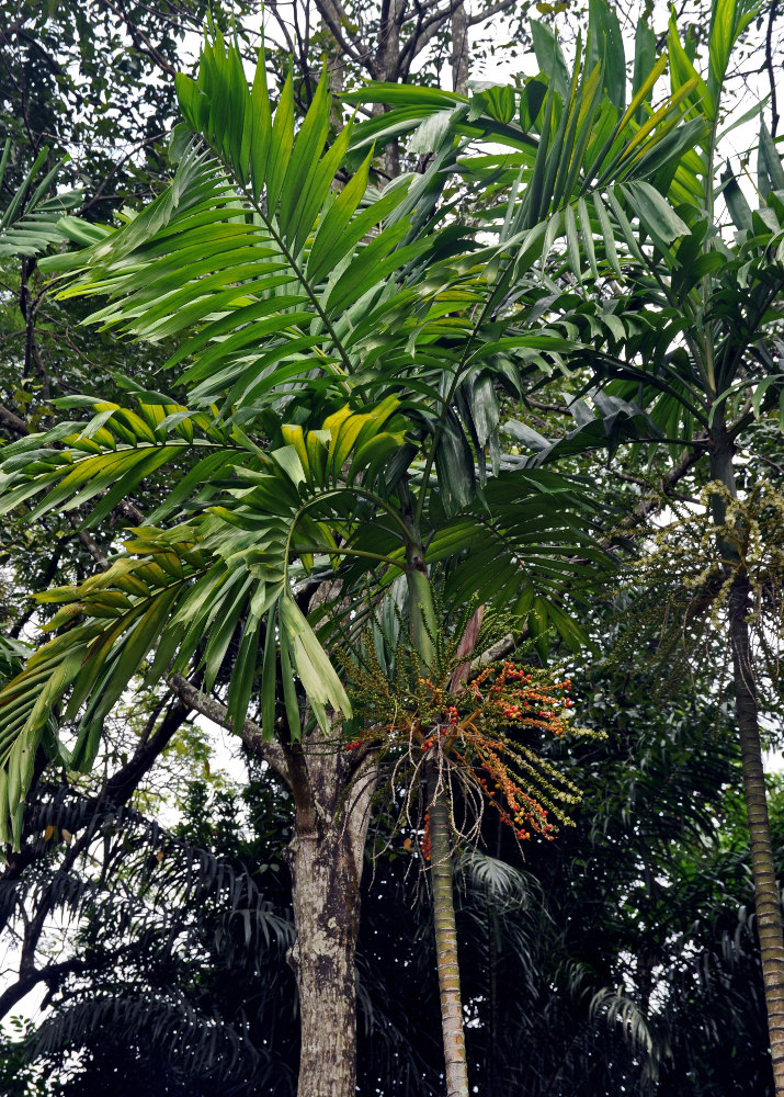 Image of Ptychosperma elegans specimen.