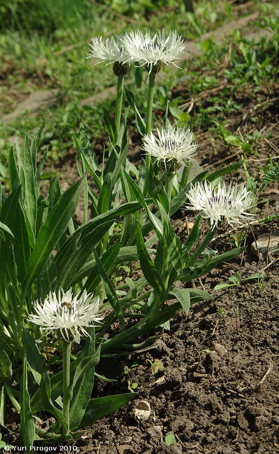 Image of Centaurea cheiranthifolia specimen.