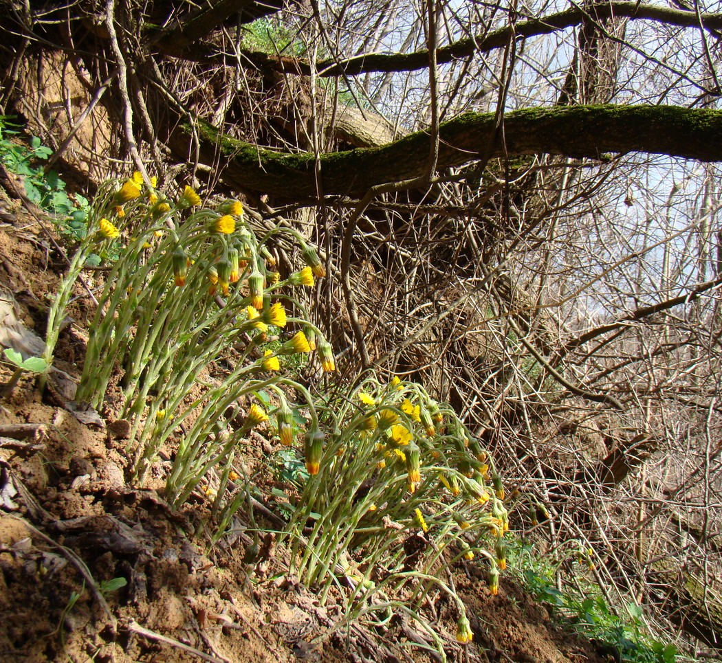 Image of Tussilago farfara specimen.