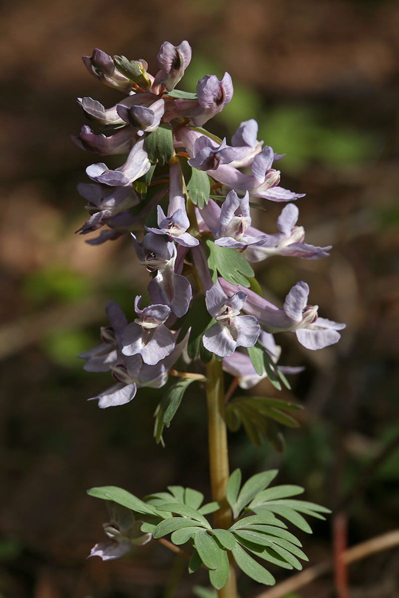 Image of Corydalis solida specimen.