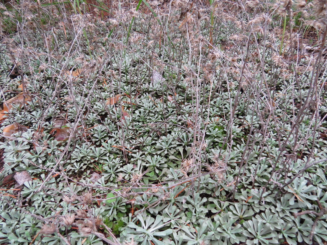 Изображение особи Antennaria dioica.