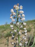 Eremurus anisopterus. Верхушка соцветия. Казахстан, Южное Прибалхашье, пустыня Таукум, барханные полузакрепленные пески. 2 мая 2018 г.