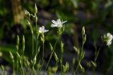 Minuartia buschiana. Верхушки цветущих и бутонизирующих побегов. Республика Адыгея, Майкопский р-н, ок. 6 км юго-восточнее хутора Победа, хребет Скалистый (Уна-Коз), скала Галкина, на скальном обнажении. 05.05.2018.