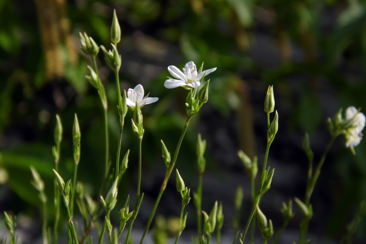 Image of Minuartia buschiana specimen.