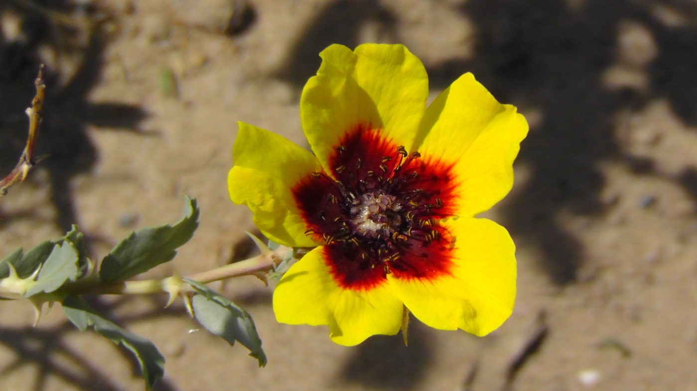 Image of Rosa berberifolia specimen.