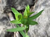 Euphorbia taurinensis. Верхняя часть растения с соцветиями. Крым, Байдарская долина, каменистый склон в светлом можжевеловом лесу. 15 мая 2010 г.