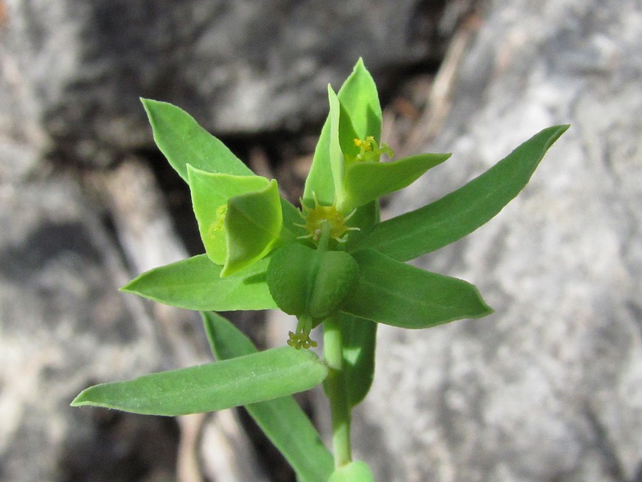 Изображение особи Euphorbia taurinensis.