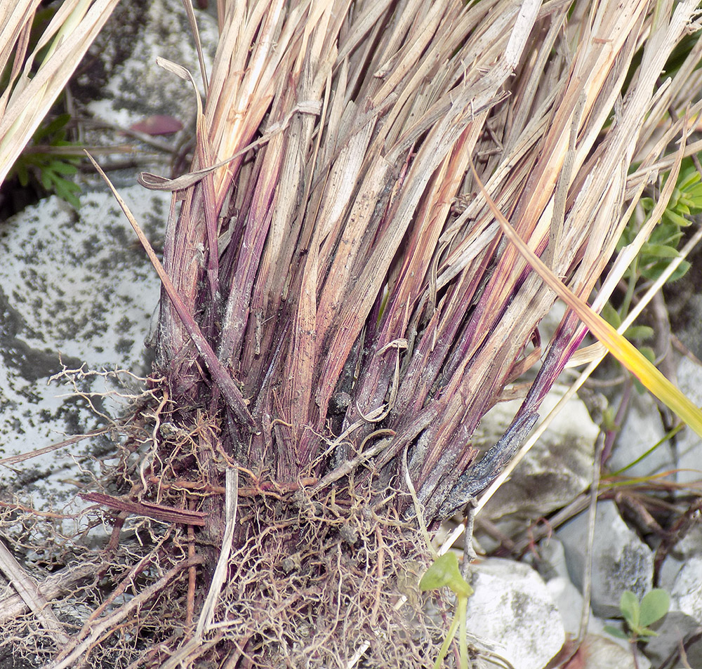 Image of Carex tomentosa specimen.