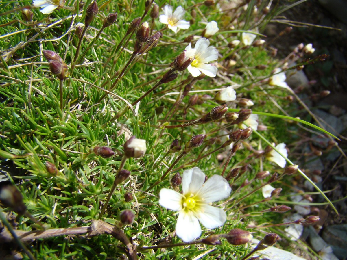 Image of Eremogone talassica specimen.