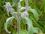 Stachys germanica. Средняя часть растения с развивающимися пазушными генеративными побегами. Украина, Ивано-Франковская обл., окр. г. Долина, придорожный луг. 17.06.2018.