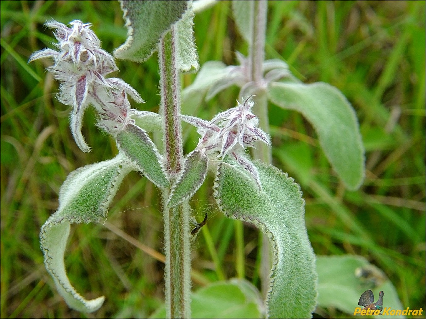 Image of Stachys germanica specimen.