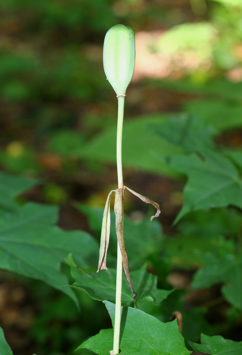 Image of Fritillaria ophioglossifolia specimen.