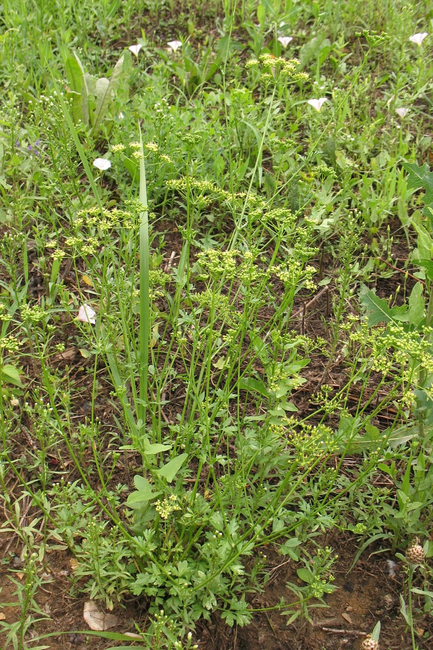 Изображение особи Apium graveolens.