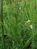 Vicia tetrasperma
