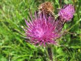 Cirsium simplex. Соцветие. Кабардино-Балкария, Эльбрусский р-н, долина р. Ирикчат, ок. 3000 м н.у.м., склон горы. 06.08.2018.