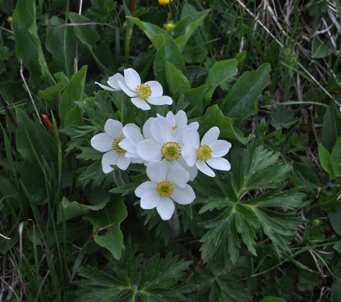 Изображение особи Anemonastrum fasciculatum.