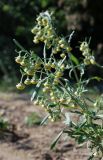 Artemisia sieversiana