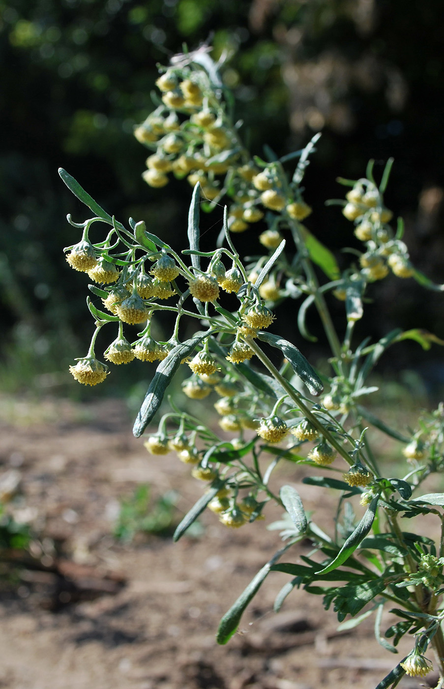 Изображение особи Artemisia sieversiana.