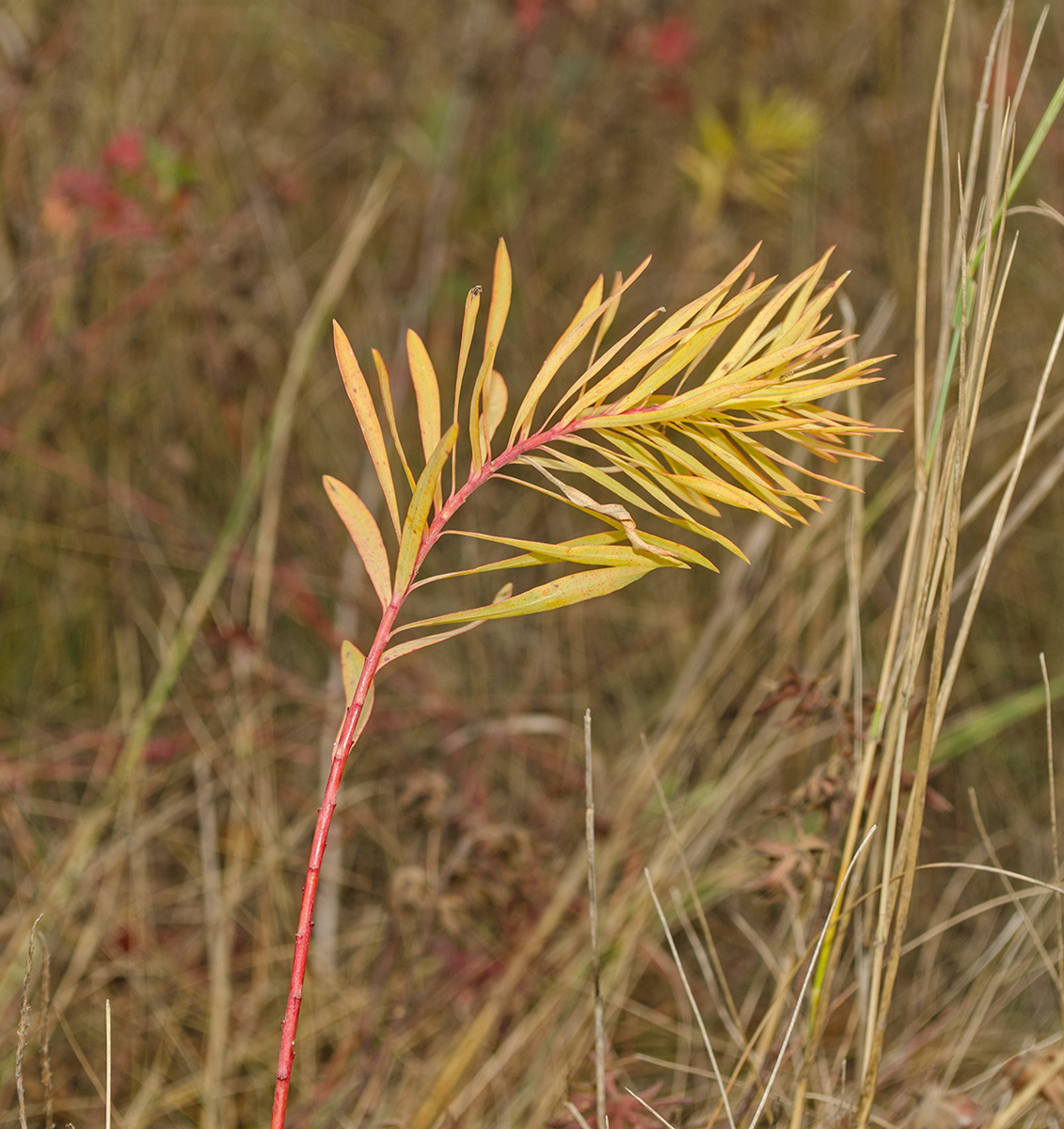 Image of Euphorbia virgata specimen.
