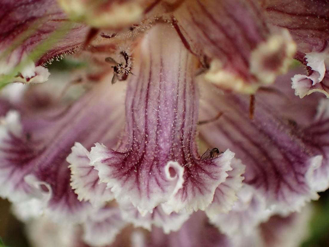 Image of Orobanche crenata specimen.