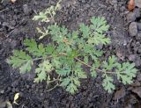 Pyrethrum parthenium