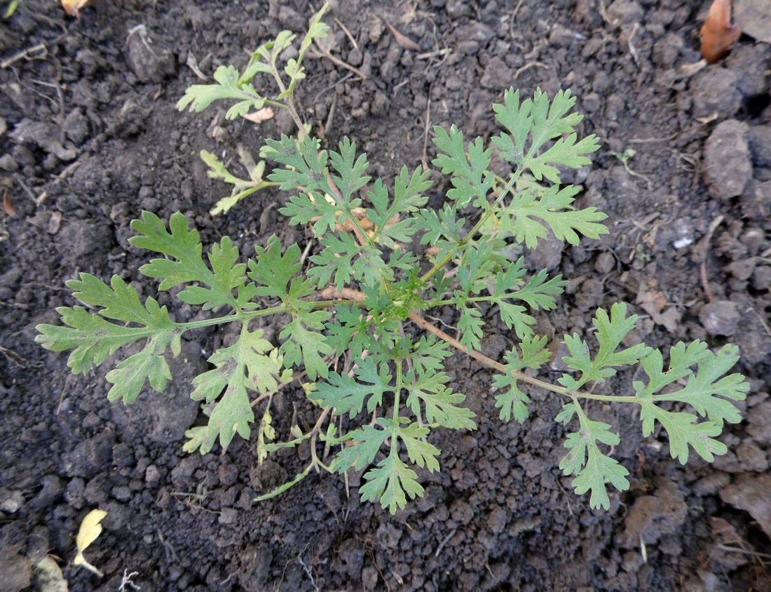 Изображение особи Pyrethrum parthenium.