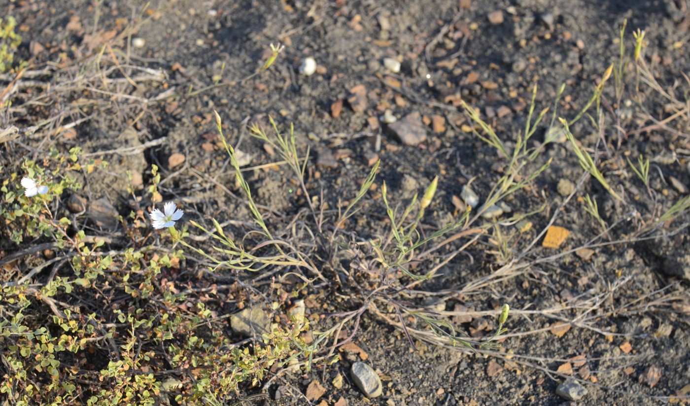 Изображение особи Dianthus ramosissimus.