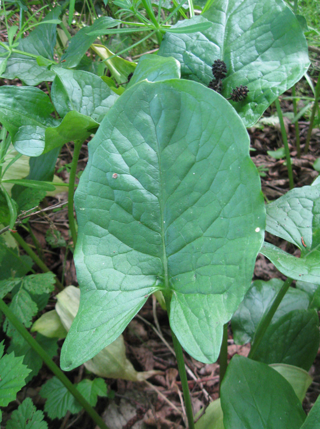 Image of Arum amoenum specimen.