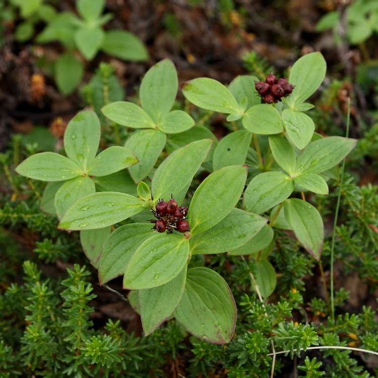 Изображение особи Chamaepericlymenum suecicum.