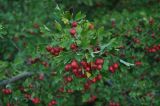 genus Crataegus