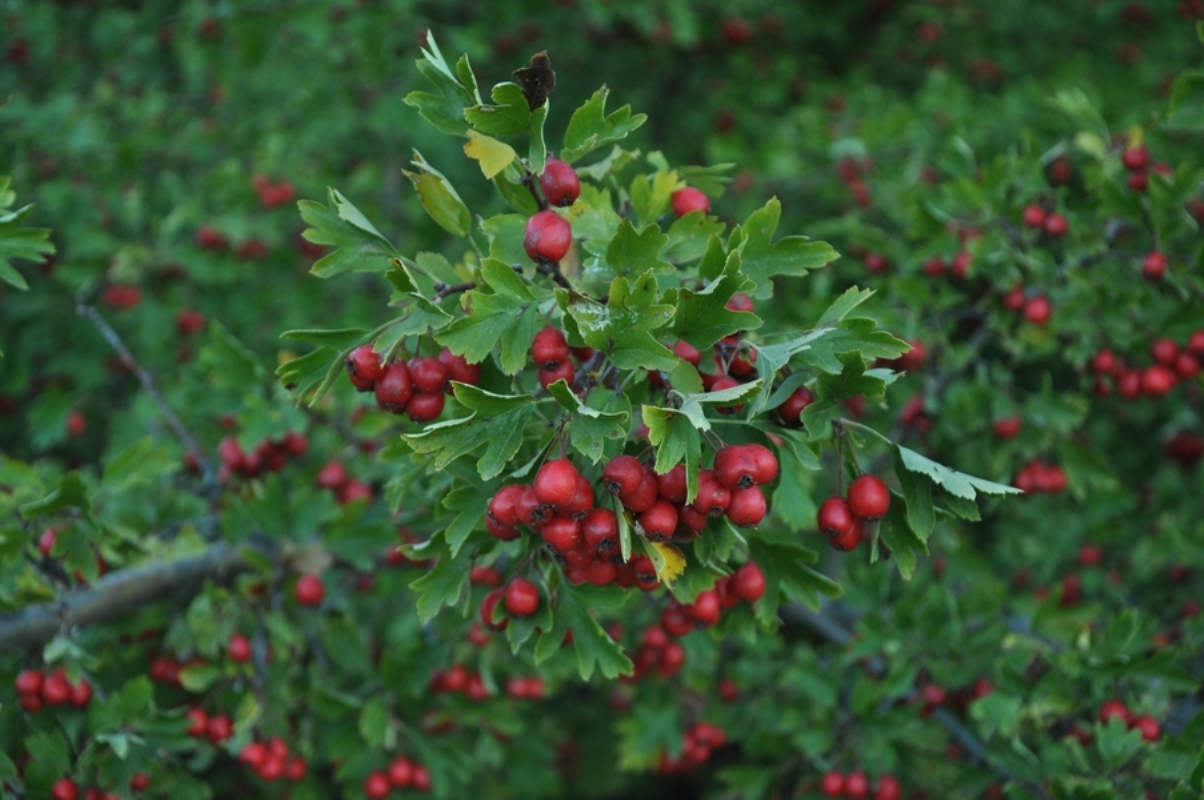 Изображение особи род Crataegus.