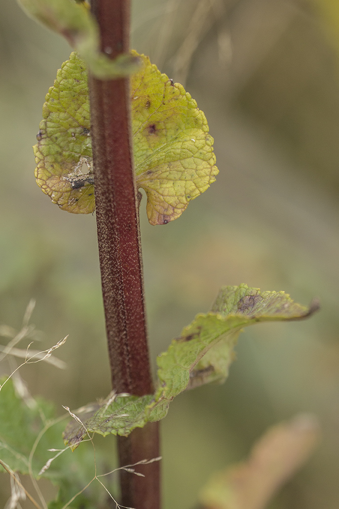 Изображение особи Verbascum pyramidatum.