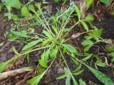 Coreopsis grandiflora